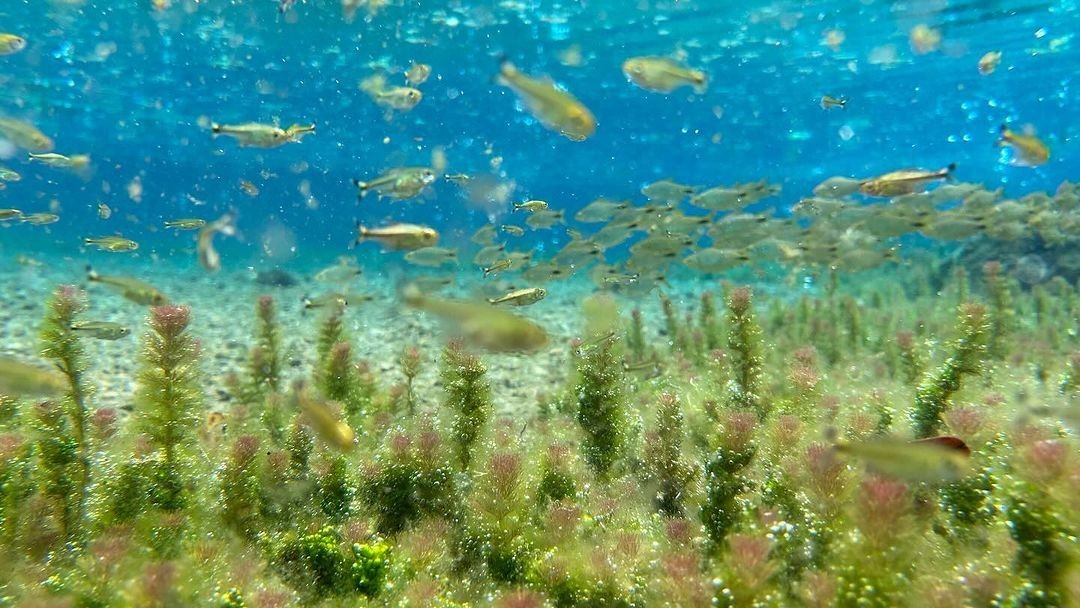 Underwater scene with a school of small fish swimming above aquatic plants and vibrant algae.