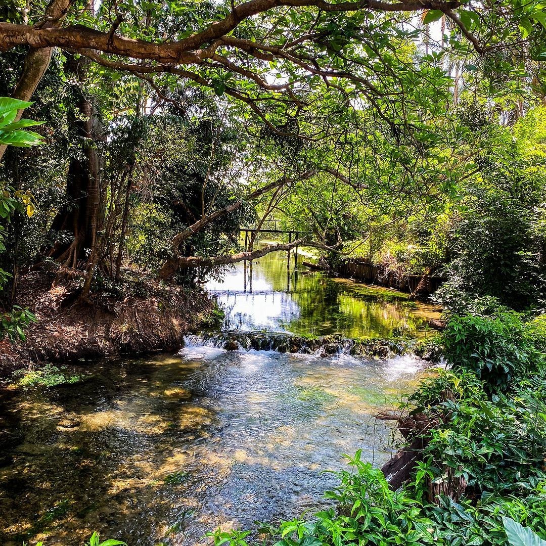 Serene forest stream with lush green trees and a wooden bridge in the background.